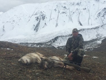 Customer and Gunsmith Steve Hallenbech with his two Alaskan Wolves shot with his Lilja Barreled 27 O'Connor (Cartridge he designed.) What a great hunt! Nice shooting Steve!