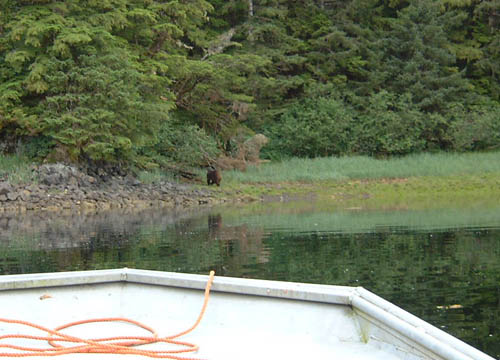 Dan took a skiff out one evening after dinner and found this brown bear not more than a mile from camp. If anyone walks out of camp Alan advises that they carry a big handgun which he's happy to supply.