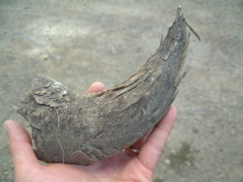 The buffalo horn found out on the prairie after 125 years or more.