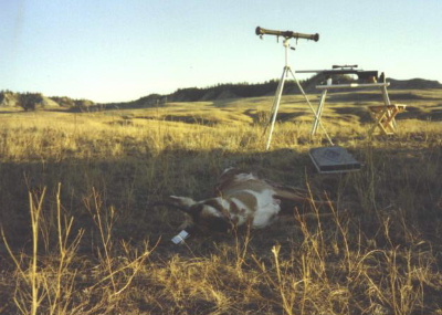 Antelope country of eastern Montana. The rifle is a 338/416 Rigby and the rangefinder is a dependable Barr & Stroud. This 'goat' was shot at over 800 yards. The bench is an Armor Metal Products unit.